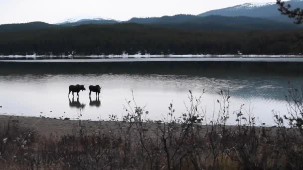 Moose Kanadských Skalistých Horách — Stock video