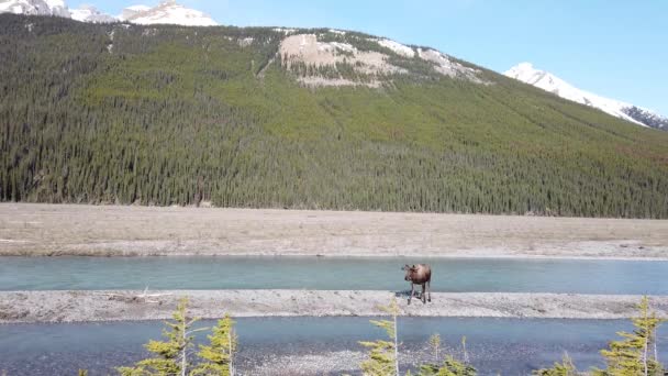 Elche Den Kanadischen Rocky Mountains — Stockvideo