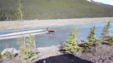 Kanada Kayalıklarında Geyik