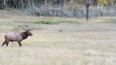 Kanada Kayalık Dağlarında Geyik