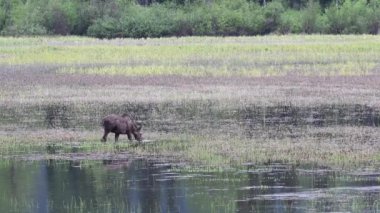 Kanada Kayalık Dağlarında Geyik