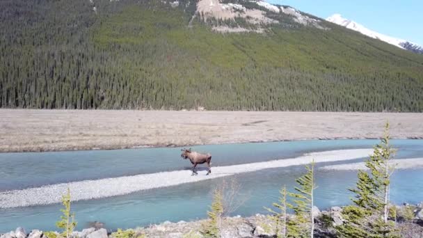 Alce Nas Montanhas Rochosas Canadenses — Vídeo de Stock