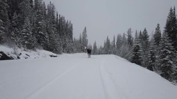 Moose Canadese Rockies — Stockvideo