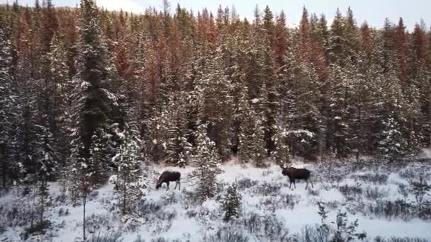 Elche Den Kanadischen Rocky Mountains — Stockvideo