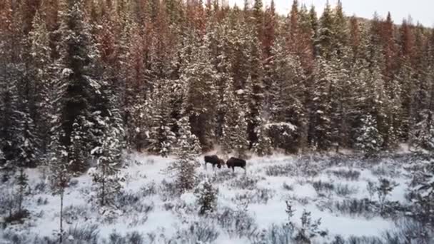 カナダのロッキー山脈のムース — ストック動画