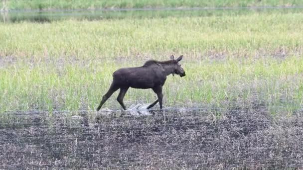 Eland Canadese Rocky Mountains — Stockvideo