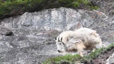 Dağ keçisi vahşi doğada