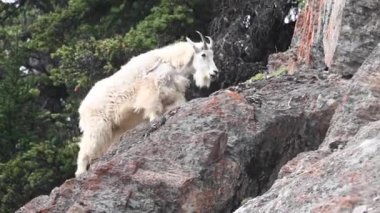 Dağ keçisi vahşi doğada
