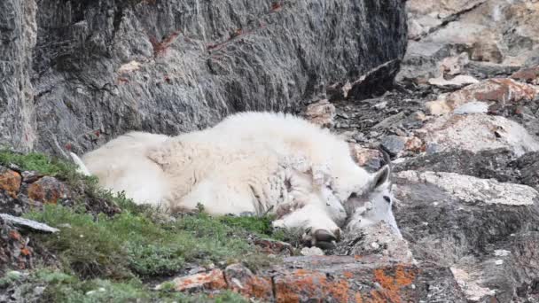 Chèvre Montagne Dans Nature — Video