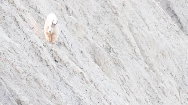 Dağ Keçisi Vahşi Doğada — Stok video