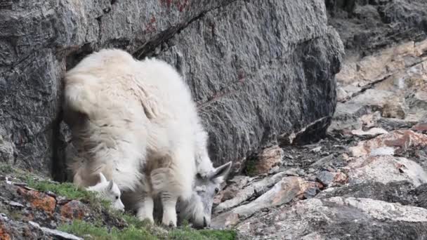 Chèvre Montagne Dans Nature — Video