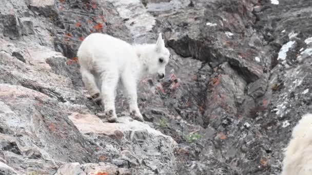 Chèvre Montagne Dans Nature — Video