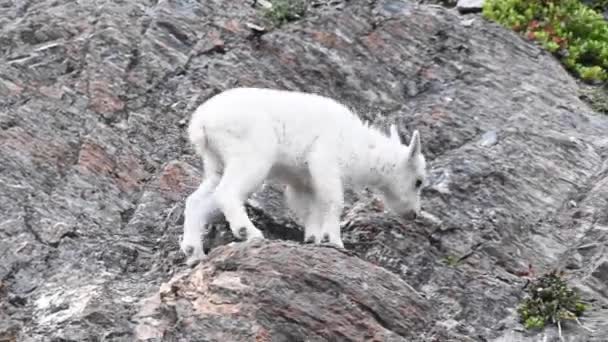 Mountain Goat Wild — Stock Video