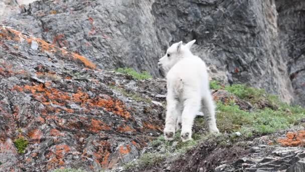 Bergget Det Vilda — Stockvideo