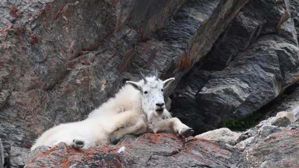 Mountain Goat Wild — Stock Video