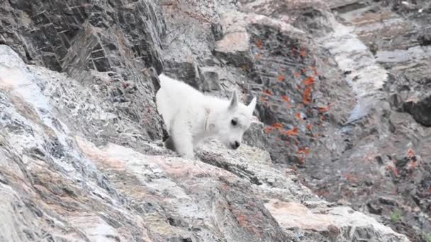 Bergziege Freier Wildbahn — Stockvideo