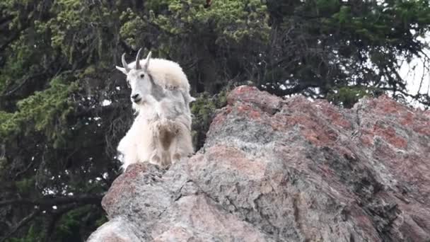 Berggeit Het Wild — Stockvideo