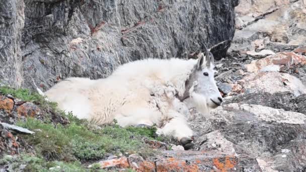 Mountain Goat Wild — Stock Video