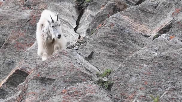 Chèvre Montagne Dans Nature — Video