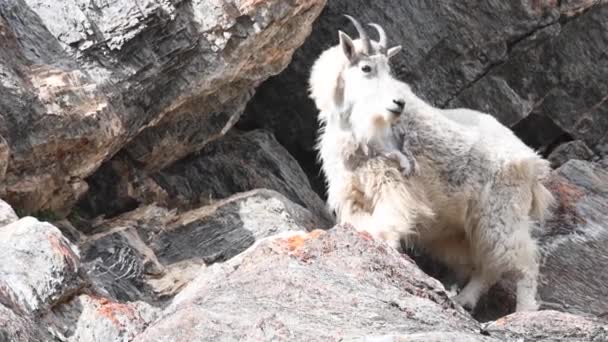 Mountain Goat Wild — Stock Video