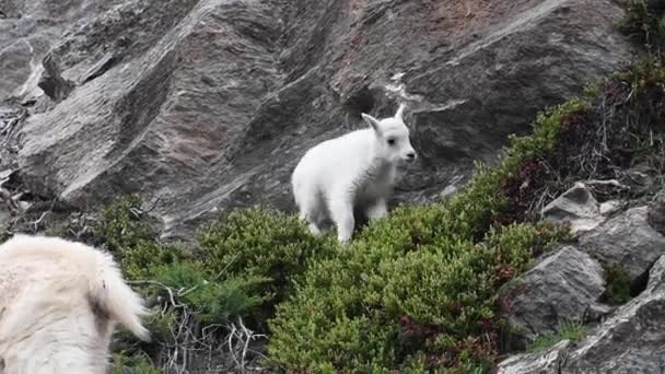 Berggeit Het Wild — Stockvideo