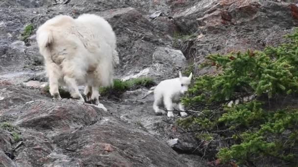 Berggeit Het Wild — Stockvideo