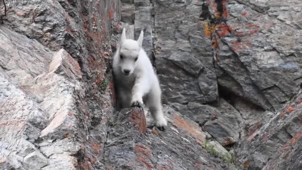 Chèvre Montagne Dans Nature — Video