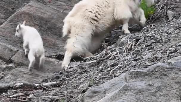 Bergziege Freier Wildbahn — Stockvideo