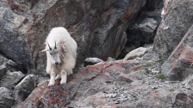 Vahşi doğadaki dağ silahı.