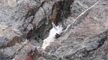 Vahşi doğadaki dağ silahı.