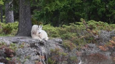 Vahşi doğadaki dağ silahı.