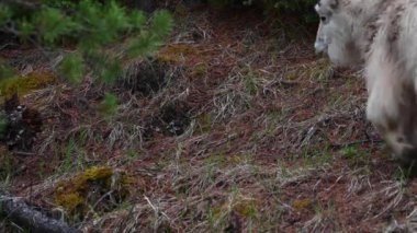 Dağ keçisi vahşi doğada