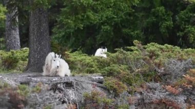 Dağ keçisi vahşi doğada