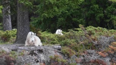 Vahşi doğadaki dağ silahı.