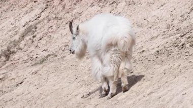 Dağ keçisi vahşi doğada