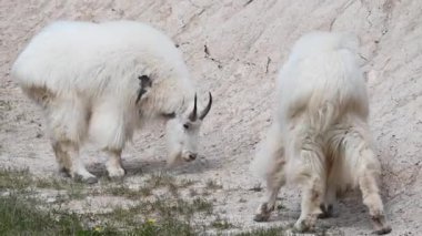 Vahşi doğadaki dağ silahı.
