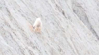 Vahşi doğadaki dağ silahı.