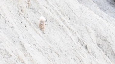 Vahşi doğadaki dağ silahı.