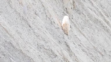 Vahşi doğadaki dağ silahı.