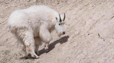 Dağ keçisi, Kanada Kayalıkları.