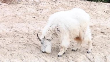 Dağ keçisi, Kanada Kayalıkları.