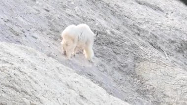 Dağ keçisi, Kanada Kayalıkları.