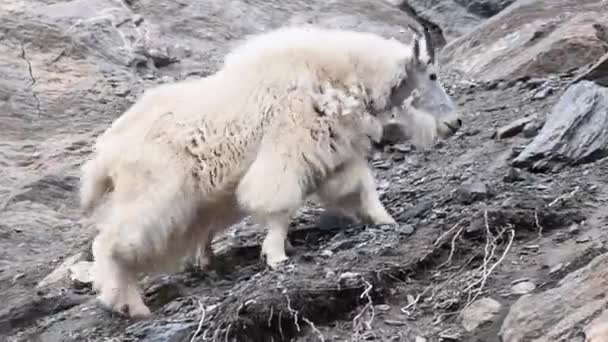 Mountain Goat Wild — Stock Video