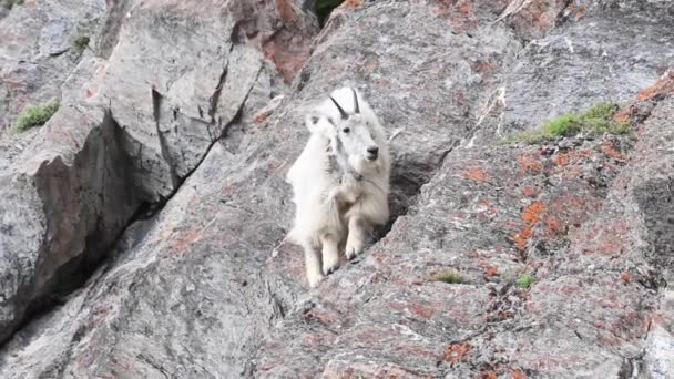 Berggat Freier Wildbahn — Stockvideo