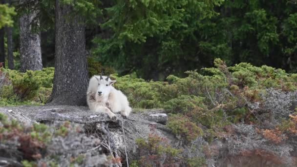 Gat Montagne Dans Nature — Video