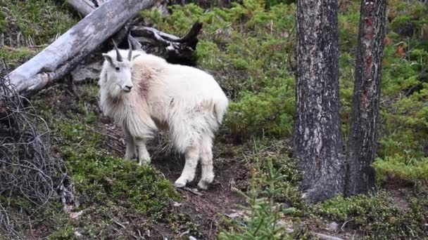 Mountain Goat Wild — Stock Video