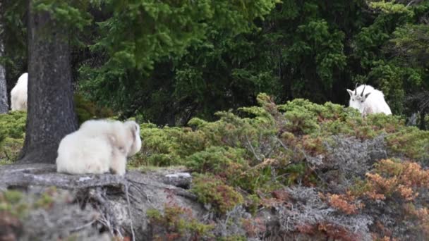 Chèvre Montagne Dans Nature — Video