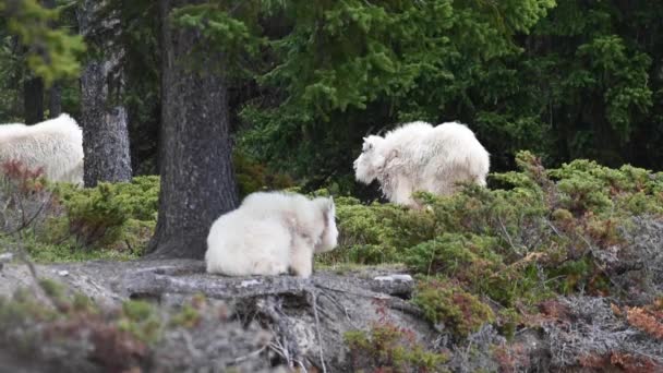 Mountain Goat Wild — Stock Video