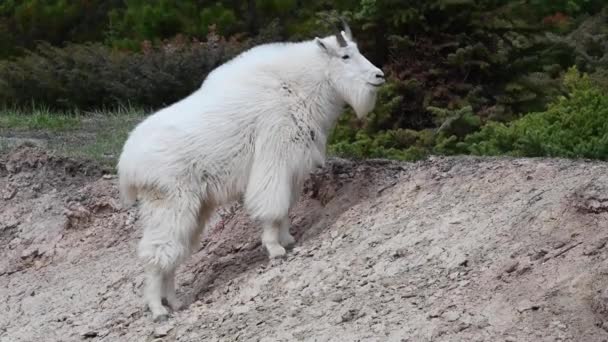 Bergziege Den Kanadischen Rocky Mountains — Stockvideo