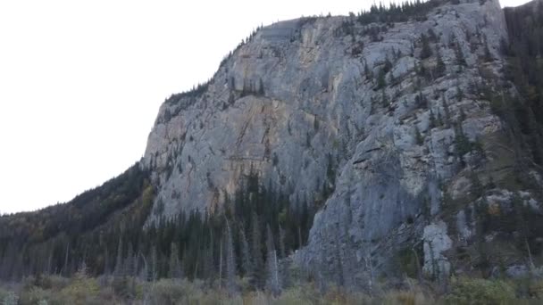 Mountain Goat Canadian Rockies — Stock Video